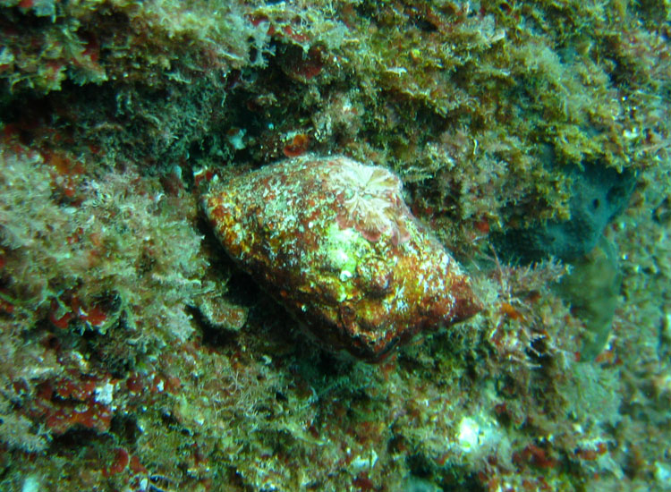 Da Portofino: Stramonita haemastoma